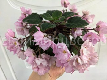 Фиалка Rose Garden п/мини